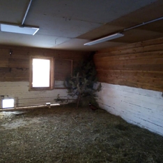 Пион потолочный А06 в армстронг